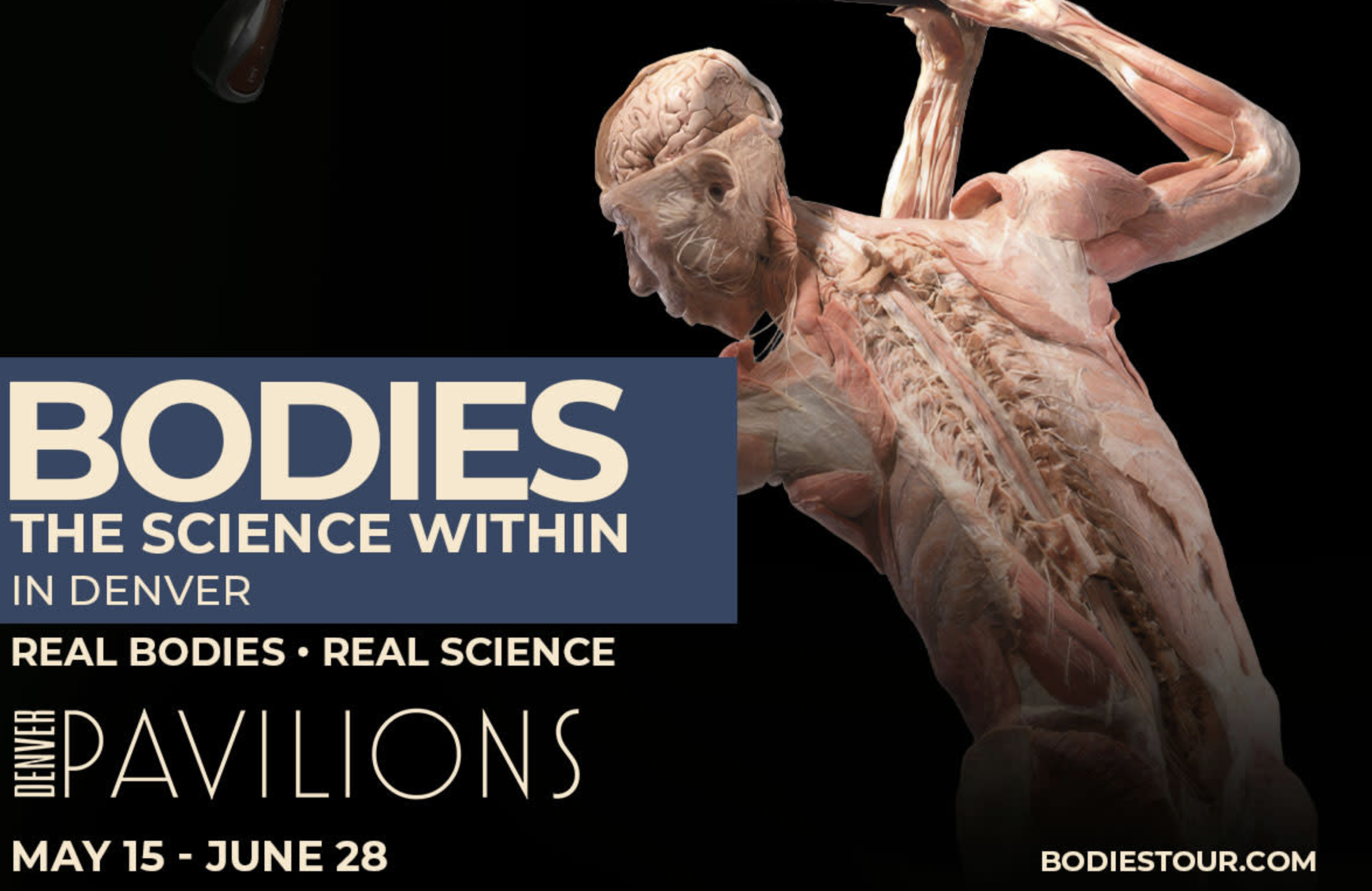Bodies: The Science Within