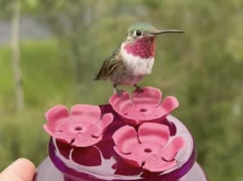 Immersive Mountain Hummingbird Experience Cover